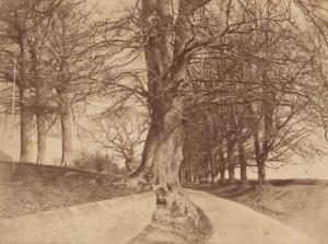 TURNER Benjamin Brecknell 1815-1894,Étude d'arbres,1854,Beaussant-Lefèvre FR 2015-03-25