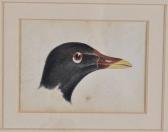 TURNER Joseph Mallord William 1775-1851,head of a moor hen,Burstow and Hewett GB 2010-10-20