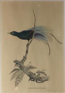 TWIGDEN Blake 1945,Birds of Paradise,Theodore Bruce AU 2017-10-15