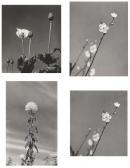 UMESAKA ORI,Flower I, II, III, IV,1930,Phillips, De Pury & Luxembourg US 2008-11-22