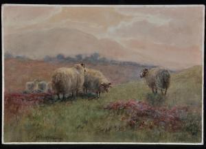 VALENTINE John 1867-1947,sheep on a fell at sunset,Anderson & Garland GB 2018-01-25