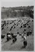 VAN CLEVE Barbara 1900-1900,Training Cattle,Clars Auction Gallery US 2015-10-18