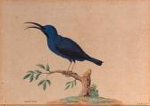 van der VINNE Vincent Jansz 1736-1811,A blue and black bird on a branch,1762,Christie's 2000-11-08