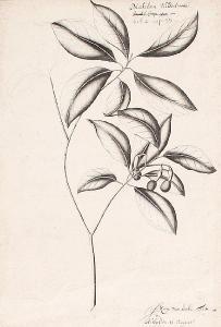 van DYCK Floris 1575-1651,Plant study,Bonhams GB 2009-10-27