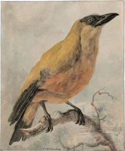 VAN HARDENBERGH Cornelis 1755-1843,Kapuzinervogel auf einem Ast,Galerie Bassenge DE 2023-12-01