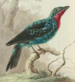 VAN HARDENBERGH Cornelis 1755-1843,Quereiva ou Cotinga de C,Artcurial | Briest - Poulain - F. Tajan 2020-06-16