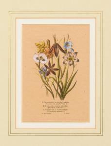 van HOUTTE Louis 1810-1876,6 Blätter mit Pflanzen und Blumen,Wendl DE 2021-03-06