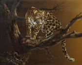 VAN HOWD Douglas 1935,Leopard in a tree,Bonhams GB 2013-01-13