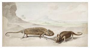 van NOORDE Cornelis 1731-1795,Two chameleons in a landscape,1764,Sotheby's GB 2023-01-25