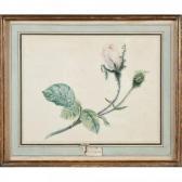 Van OS Georgius Jacobus J. 1782-1861,Roses,Herbette FR 2019-03-24