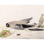 van VEEN Rochus 1640-1709,a bullfinch and a beetle,Sotheby's GB 2003-11-04