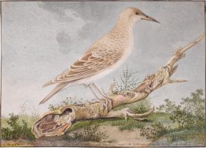 van VEEN Rochus 1640-1709,A Starling,1679,Sotheby's GB 2023-01-25