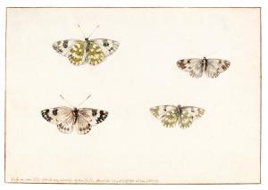 van VEEN Rochus,STUDIES OF TWO BUTTERFLIES, EACH SEEN FROM BOTH TO,1679,Sotheby's 2019-01-30
