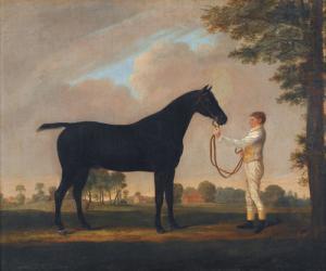 VANDYKE JUNIOR 1800-1800,Rennpferd mit einem Herrn,Dobiaschofsky CH 2010-11-10