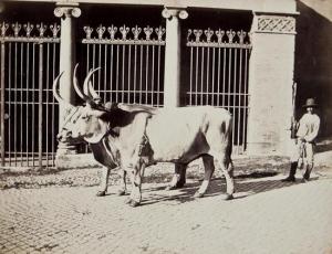 VASARI Cesare,Rome, drover and cattle outside San Giorgio in Vel,1870,Bloomsbury London 2012-06-14