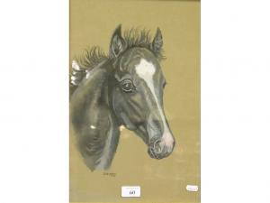 VAUGHAN D,Portrait of a black horse's headwith white blaze,1963,Andrew Smith and Son GB 2008-02-26