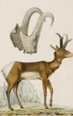 VAUTHIER Antoine Charles 1790-1831,Etude de Tronghorn ou An,Artcurial | Briest - Poulain - F. Tajan 2013-02-06