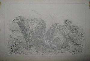 VERBOEKHOVEN EUGENE 1799-1881,Etude de moutons,Campo & Campo BE 2012-03-06