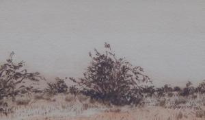 VERMEULEN B,Namib desert,1976,Golding Young & Mawer GB 2016-02-17