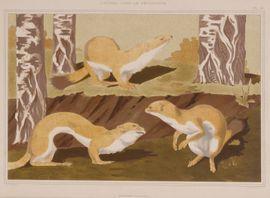 VERNEUIL Maurice Pillard, dit 1869-1942,L\’animal dans la décoration / Herm,1897,Etienne de Baecque 2021-09-30