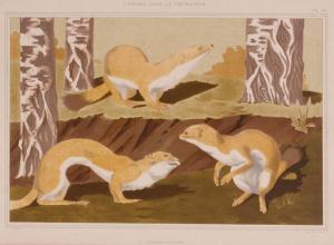 VERNEUIL Maurice Pillard, dit 1869-1942,L\’animal dans la décoration / Hermines vulg,Damien Leclere 2017-12-20