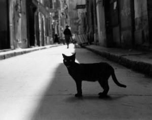 VOINQUEL Raymond 1912-1994,Le chat noir,1938,Yann Le Mouel FR 2023-10-14