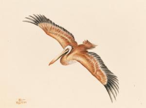 von BRESSLERN ROTH Norbertine 1891-1978,A pelican in flight,Palais Dorotheum AT 2024-03-14