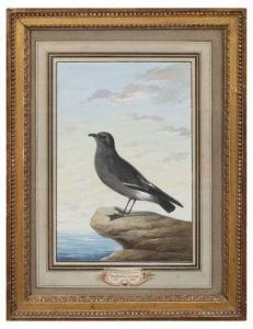 von MANNLICH Christian 1741-1822,Oiseau de tempête,Deburaux et Associes FR 2019-03-22