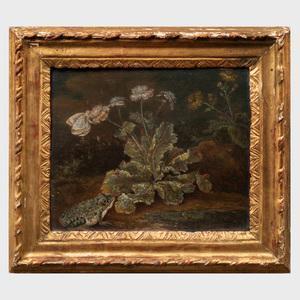 von PURGAU Franz Michael 1677-1751,Frog and Dandelion,Stair Galleries US 2019-06-22