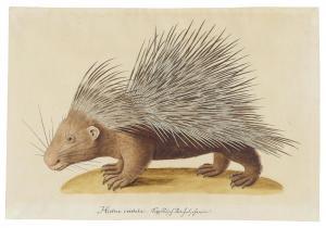 von SCHEIDEL Franz Anton 1731-1801,A crested porcupine (Hystrix cristata),Christie's GB 2019-11-27