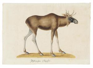 von SCHEIDEL Franz Anton 1731-1801,A moose (Alces alces),Christie's GB 2019-11-27