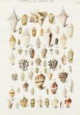 von SCHEIDEL Franz Anton 1731-1801,A study of Shells,Bonhams GB 2015-07-08