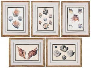 von SCHEIDEL Franz Anton 1731-1801,snails, scallops, oysters,Brunk Auctions US 2022-02-04