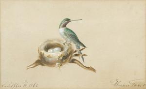 von THURN UND TAXIS Maria 1855-1914,Kolibri mit Nest.,Dobiaschofsky CH 2008-05-21