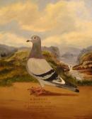 Wadsworth Charles,Pigeon Portrait,Dickins GB 2008-10-17