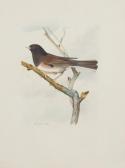 WAHAST 1800,Junco hyemalis Junco ardoisé. Dark-eyed junco,1840,De Maigret FR 2019-03-12