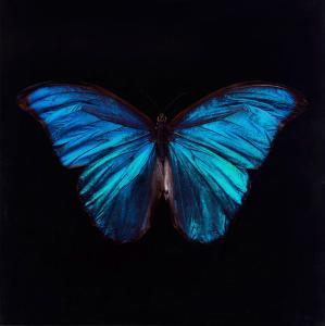 WALKER James Alexander 1831-1898,Morpho Amathonte,2011,Bonhams GB 2021-12-09