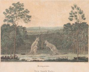 WALLIS James, Major 1785-1858,Kangaroos of New South Wales,Mossgreen AU 2015-11-09