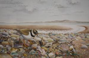 WALSH Elizabeth Morse,ringed plover and shells on a rocky shoreline,Cuttlestones 2019-09-12