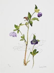 WALSH Wendy F. 1915-2014,Floral Study,Morgan O'Driscoll IE 2024-01-29