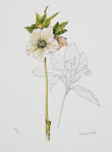 WALSH Wendy F. 1915-2014,Hellebore,Morgan O'Driscoll IE 2024-01-08