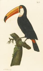 WALTER Johann Ernst Christian,VÖGEL AUS ASIEN, AFRICA, AMERICA, UND NEUHOLLAND.,Sotheby's 2014-04-29