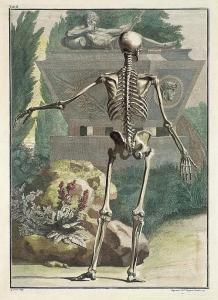 WANDELAAR Jan 1690-1759,Skelett in Rückenansicht,Galerie Bassenge DE 2018-05-31