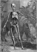 WANDELAAR Jan 1690-1759,Vier anatomische Skelettstudien,Galerie Bassenge DE 2014-11-27
