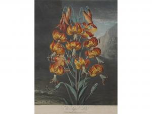 WARD William I 1766-1826,THE SUPERB LILY,1799,Lawrences GB 2017-01-20