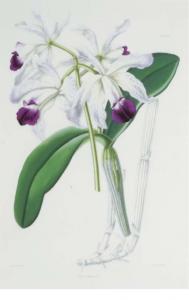 warner robert 1860-1875,Select Orchidaceous Plants,1868,Christie's GB 2005-11-29