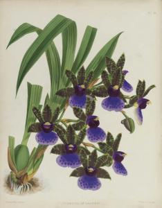 warner robert 1860-1875,The Orchid,Christie's GB 2007-09-25