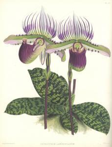 warner robert 1860-1875,The Orchid,Bonhams GB 2014-11-12