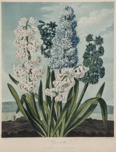 WARNER Thomas 1852-1922,Hyacinths,Bloomsbury London GB 2013-07-11