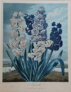 WARNER Thomas 1852-1922,Hyacinths,Mallams GB 2016-03-09